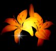 lilyding.jpg - 3258 Bytes